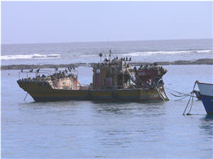 Dummies Info - Port Nolloth Tourism Information Bureau and Business Directory. Accommodation, Leisure Activities, Businesses. Cheap advertising and Internet Marketing.