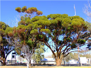 Dummies Info - Richmond Tourism Information Bureau and Business Directory. Accommodation, Leisure Activities, Businesses. Cheap advertising and Internet Marketing.